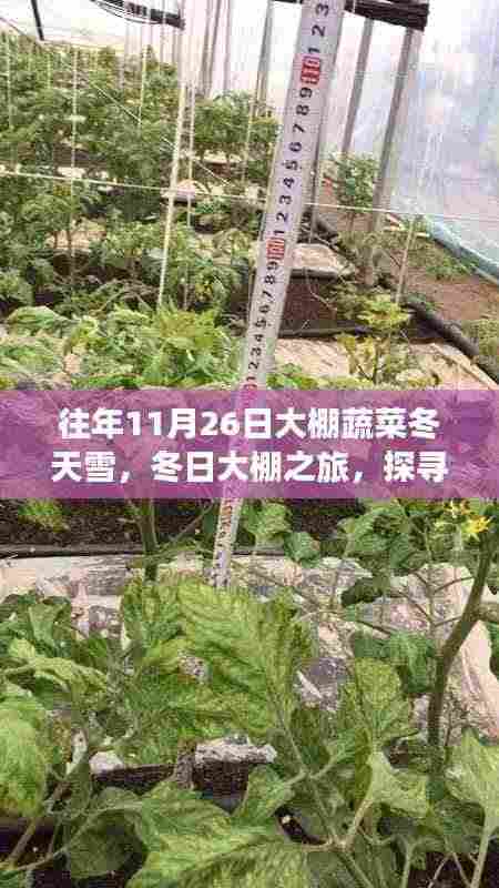 冬日大棚探秘,雪中蔬菜的奇迹与内心宁静之旅