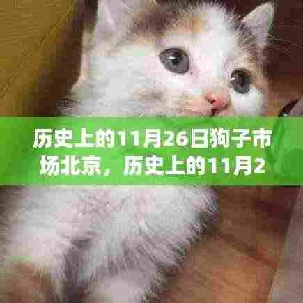 老北京狗子市场探秘，历史与文化的交融体验之旅