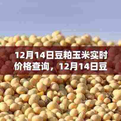 12月14日豆粕玉米价格实时更新，与自然美景共舞，探寻内心宁静之道