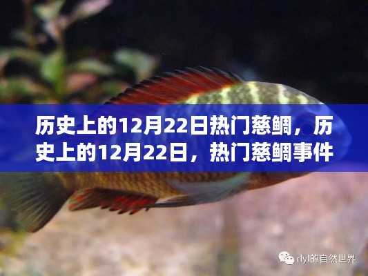 历史上的12月22日,慈鲷事件的多维解读与热门事件回顾