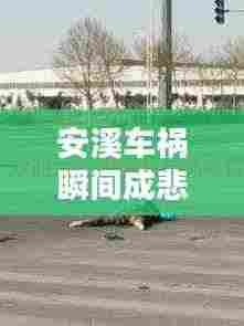 安溪车祸瞬间成悲剧，社会警醒呼唤安全出行