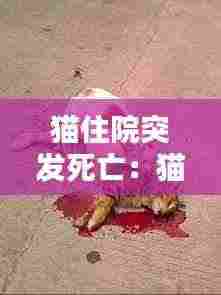 猫住院突发死亡:猫急症死亡