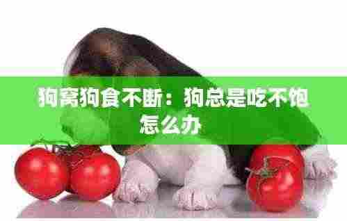 狗窝狗食不断：狗总是吃不饱怎么办 
