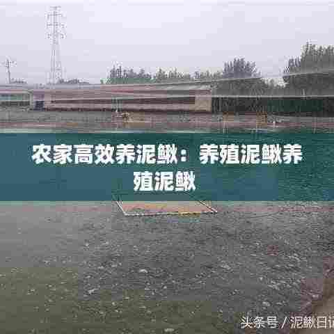 农家高效养泥鳅:养殖泥鳅养殖泥鳅