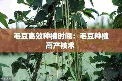 毛豆高效种植时间:毛豆种植高产技术