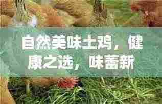 自然美味土鸡,健康之选,味蕾新宠!