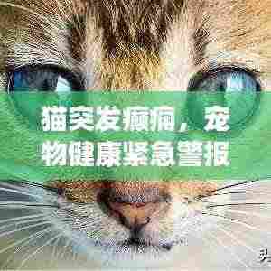 猫突发癫痫,宠物健康紧急警报!