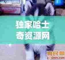 独家哈士奇资源网：哈士奇资源网搜索功能 