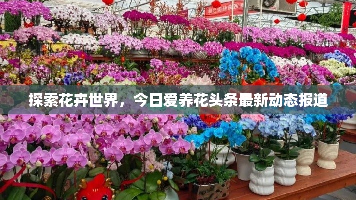 探索花卉世界,今日爱养花头条最新动态报道