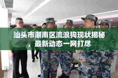 汕头市潮南区流浪狗现状揭秘，最新动态一网打尽