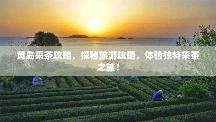 黄岛采茶攻略，探秘旅游攻略，体验独特采茶之旅！