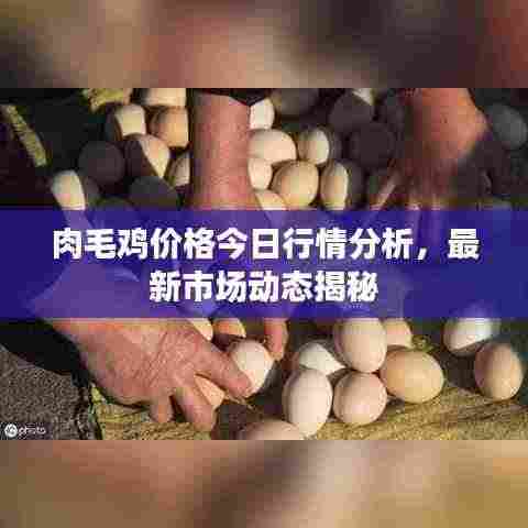肉毛鸡价格今日行情分析，最新市场动态揭秘