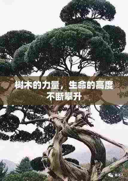 树木的力量，生命的高度不断攀升