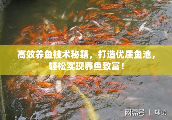 高效养鱼技术秘籍，打造优质鱼池，轻松实现养鱼致富！