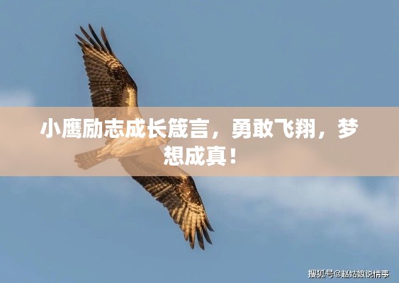 小鹰励志成长箴言,勇敢飞翔,梦想成真!